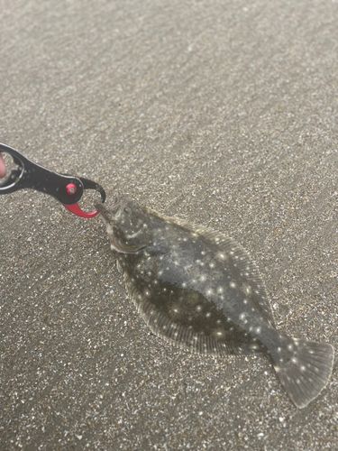 ソゲ