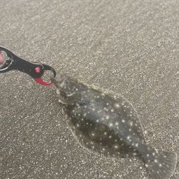 ソゲ