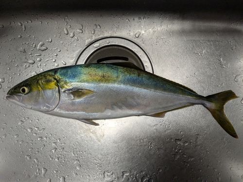 ハマチの釣果