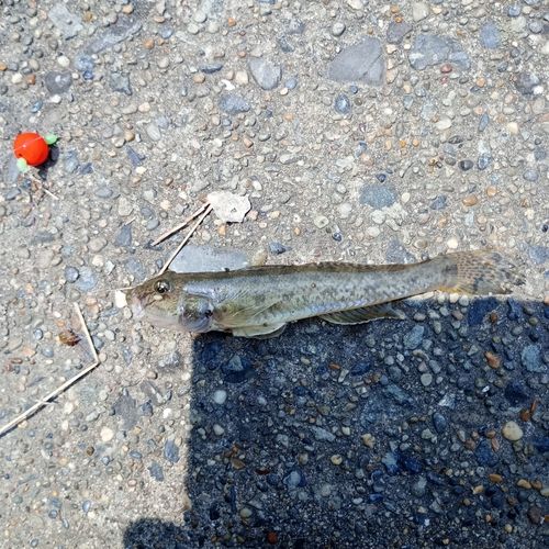 マハゼの釣果