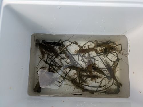 テナガエビの釣果