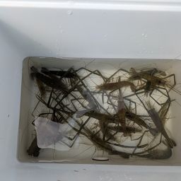 テナガエビ