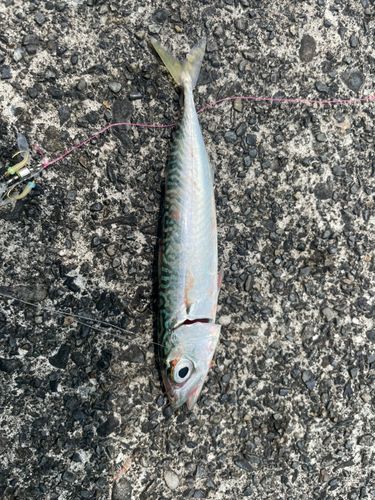 サバの釣果
