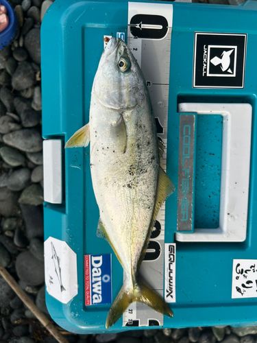 ワカシの釣果