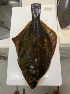イシガレイの釣果