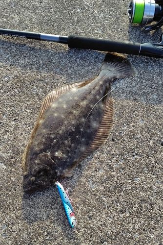ヒラメの釣果