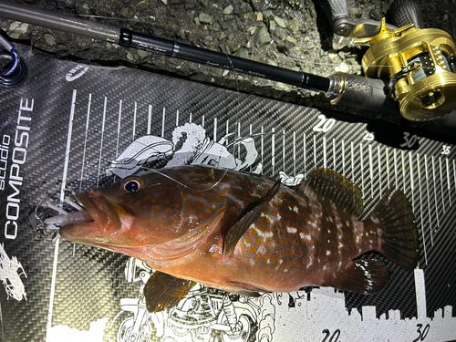 キジハタの釣果