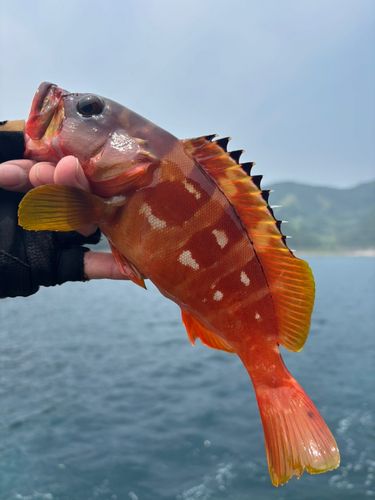 アカハタの釣果