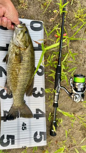 スモールマウスバスの釣果