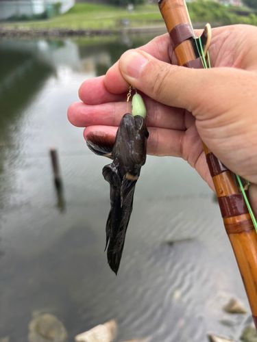 ヌマチチブの釣果