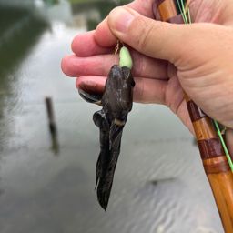 ヌマチチブ