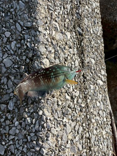 キュウセンの釣果