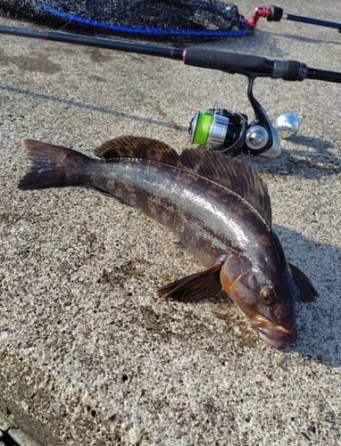 アイナメの釣果