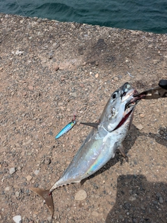 マルソウダの釣果