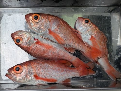 アカムツの釣果