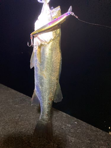 セイゴ（マルスズキ）の釣果