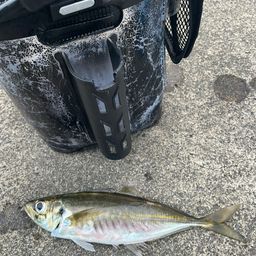 アジ