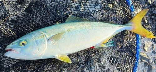ツバスの釣果