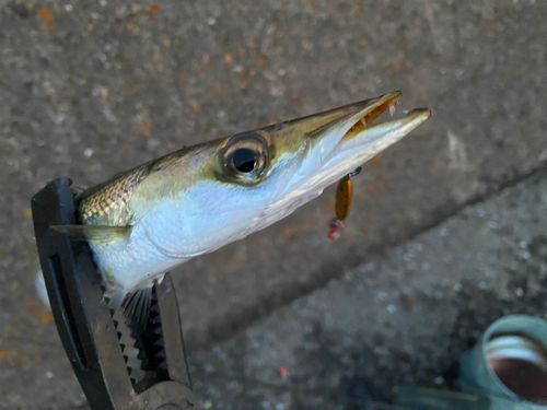 アカカマスの釣果