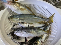 ワカシの釣果