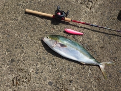 ワラサの釣果