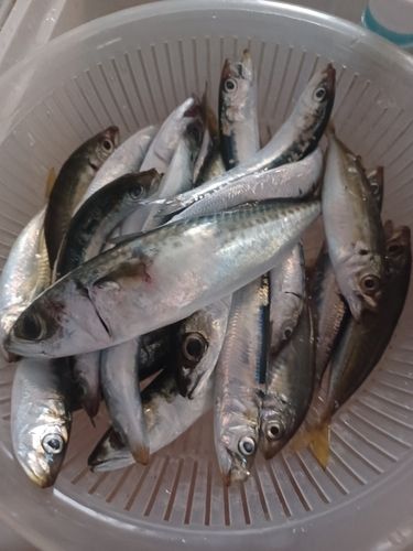 マイワシの釣果