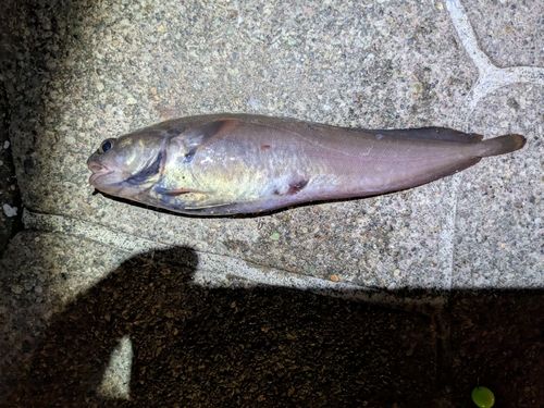 ドンコの釣果