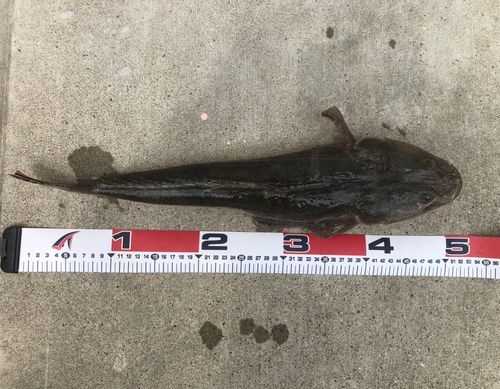 マゴチの釣果