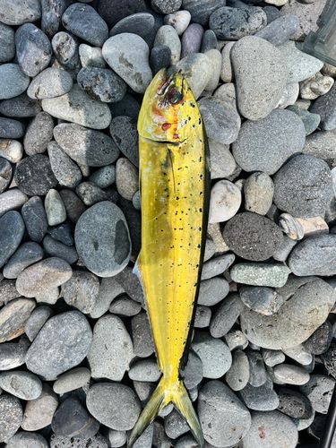 シイラの釣果