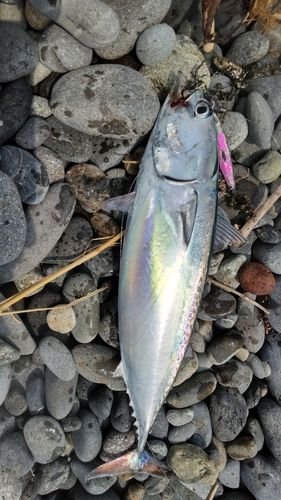マルソウダの釣果