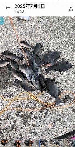 メジナの釣果