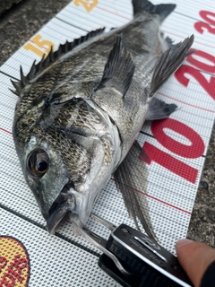 チヌの釣果