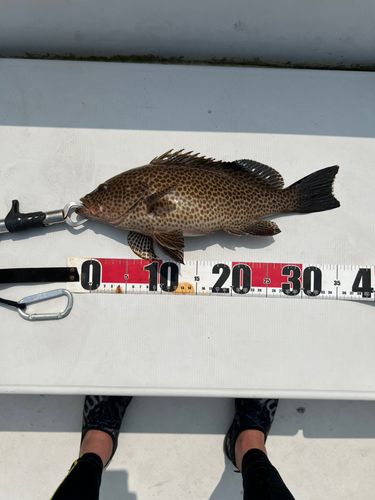 オオモンハタの釣果