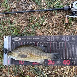 スモールマウスバス