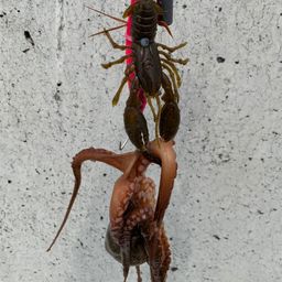 マダコ
