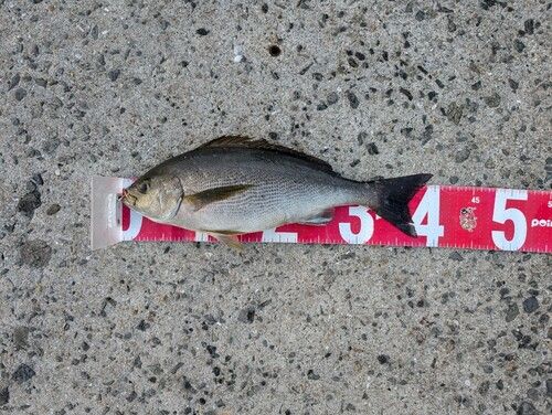 イサキの釣果
