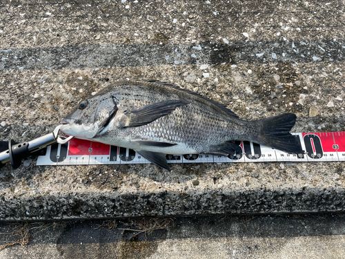 クロダイの釣果