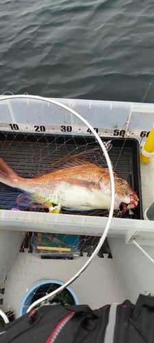 マダイの釣果
