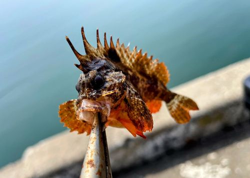 ハオコゼの釣果
