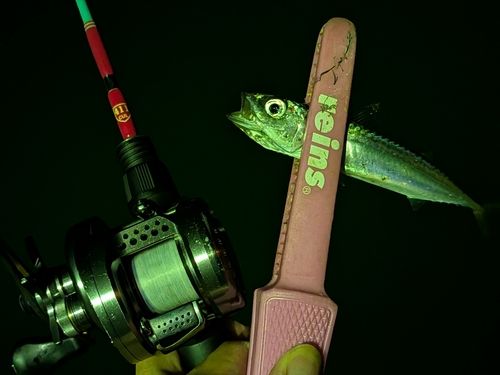 マサバの釣果