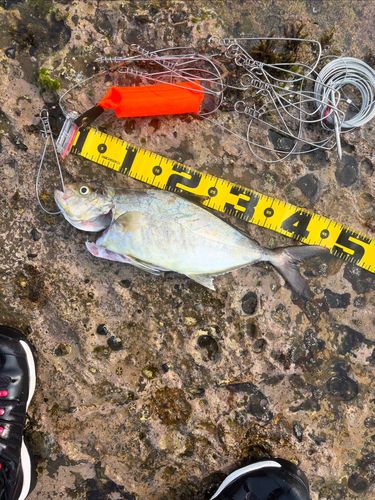 ヒレナガカンパチ