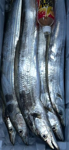 タチウオの釣果