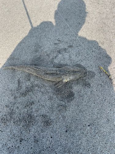 マゴチの釣果