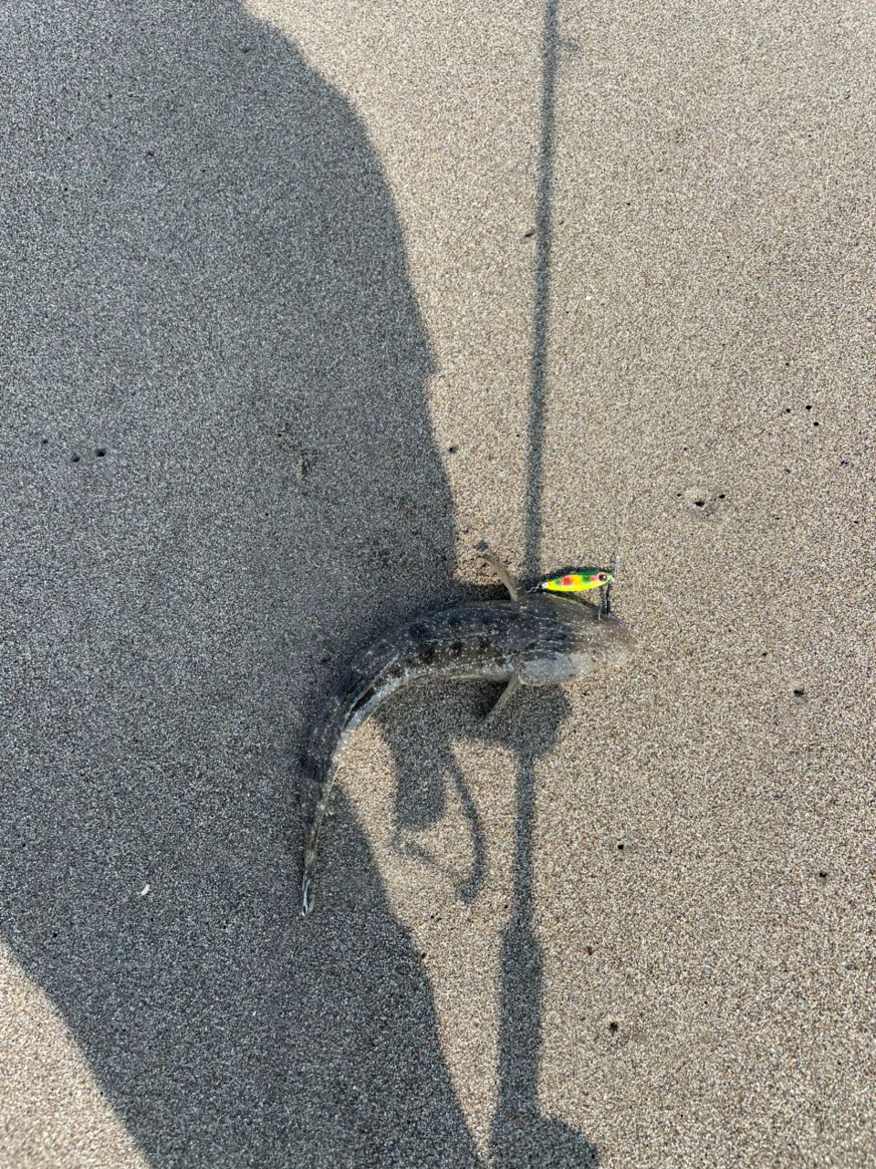 マゴチ