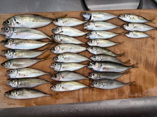 アジの釣果
