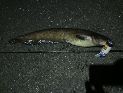 ナマズの釣果