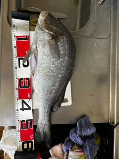 コロダイの釣果