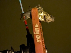 セイゴ（マルスズキ）の釣果