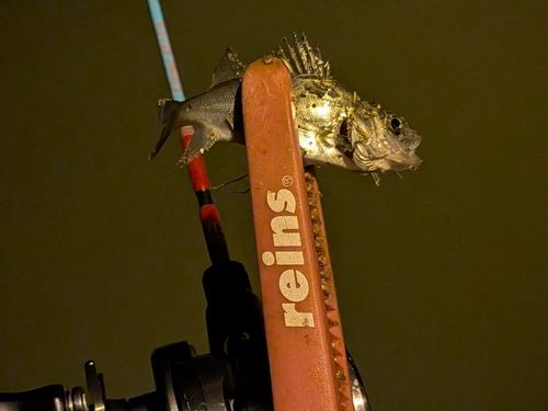 セイゴ（マルスズキ）の釣果