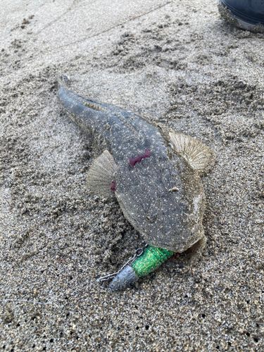 マゴチの釣果